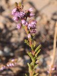 La forme de la fleur et la disposition des feuilles permettent de la distinguer de la bruyère (quand on a le nez dessus...