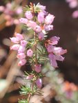 Erica : fleurs en clochettes et feuilles verticillées