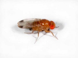 drosophila-suzukii-300x222.jpg