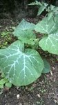 thumbnail_WP_20170912_004.jpg