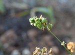Melilotus coeruleus graines.JPG