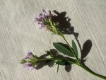 Melilotus coeruleus.JPG