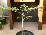 moringa-1.jpg