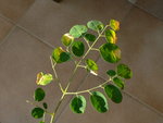 moringa-3.jpg