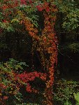 P1010345.jpg