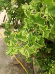 IMG_20170919_113434.jpg