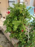 IMG_20170919_113450.jpg