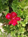 IMG_20170919_113500.jpg