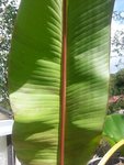 musa verso.jpg