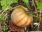 Une jolie courge