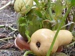 Une courge derrière une butternut