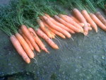 lavage carotte