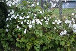 DSC03684.JPG