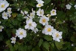 DSC03685.JPG