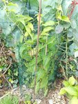DSCN0487.jpg