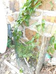 DSCN0489.jpg