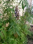 Resized_20170922_175720_1506097675515.jpeg