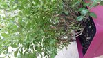 20170923_131508.jpg