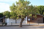 fruits ou fleurs de cet arbre