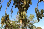 arbre inconnu