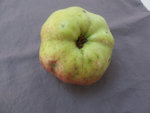 Pomme inconnue 004.jpg