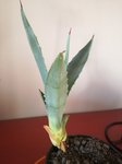 IMG_20170924_142059.jpg