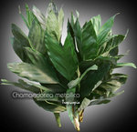 Chamaedorea metallica 10.jpg