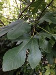 IMG_0001.JPG