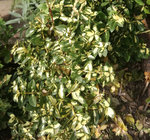 plante verte.jpg