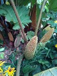 IMG_20170820_172055.jpg