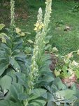 La floraison de la plante