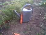 Carottes aux métres