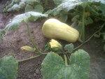 courge butternut