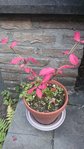 La plante en question