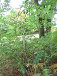 arbuste mystérieux1.jpg