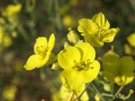 Roquette sauvage (Diplodaxis à feuilles étroites).JPG