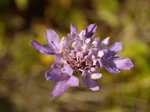 Scabieuse colombaire (Scabiosa colombaria L.) (2).JPG