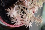 20171002 plantes maison 003 R.JPG
