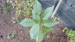 20170917_085428 (Copy) (Copy).jpg