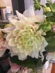 Quelle est cette fleur ?