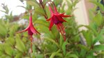 20170708_193036_fuchsia_regia.jpg