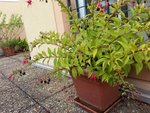 fuchsia_regia.jpg