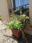 img_3819_fuchsia_regia.jpg