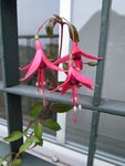 img_4031_fuchsia_regia.jpg