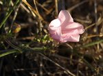 7 Liseron (Convolvulus arvensis).jpg