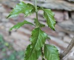 Duranta p. 0074.JPG