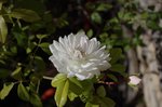rose blanche 1.JPG