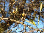 pyrus spinosa (ou amigdaliformis) (2).JPG