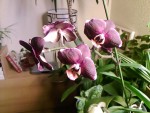Dtp.ever spring black ruby