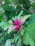 IMG_0418.JPG